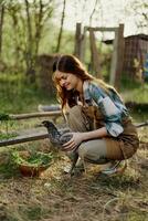 Happy woman farmer works at her country house in the chicken pen and examines them to check the health of young chickens photo