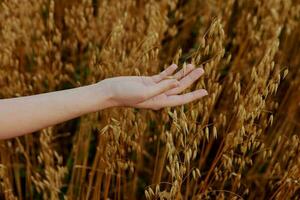 female hand wheat crop agriculture industry fields plant photo