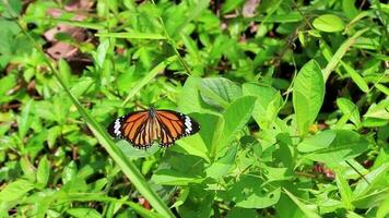 papillon jaune noir orange papillons insecte sur plante verte thaïlande. video