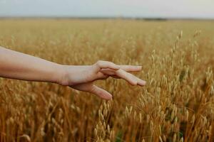 human hand wheat crop agriculture industry fields Fresh air photo