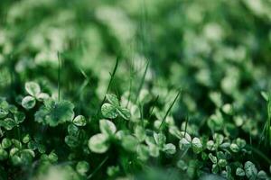 Young green clover leaf grass and myrcroclover seeds and fertilizer for a beautiful lawn in the rays of sunset summer light, stylish background design photo