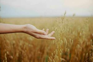 human hand outdoors countryside wheat crop Fresh air unaltered photo