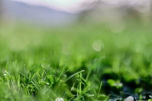 Green summer grass in the rays of sunlight, preserving the nature of the earth photo