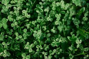 Fresco verde hojas de trébol césped y micro trébol para césped en el rayos de verano luz de sol, paisaje diseño de un moderno tierra trama foto