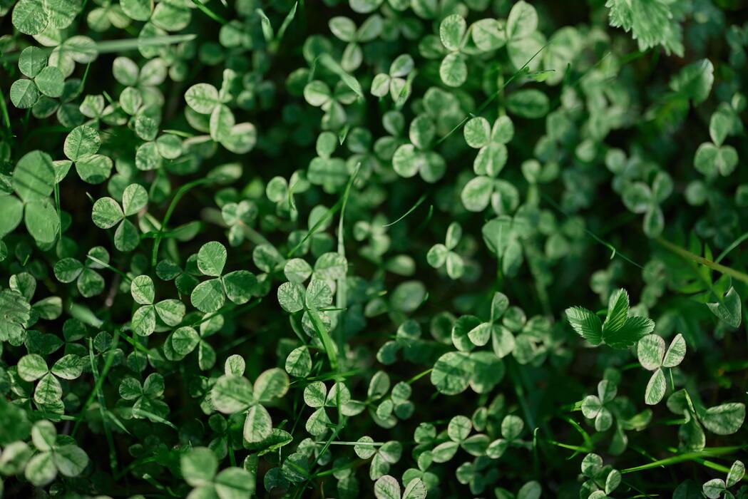 Clover Wallpaper Stock Photos, Images and Backgrounds for Free Download