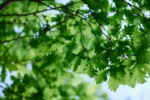 The green leaves of the oak tree close-up against the sky in the sunlight in the forest photo