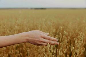 female hand outdoors countryside wheat crop Fresh air photo