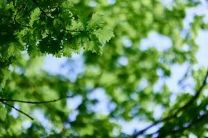 Fresh green leaves of the oak tree against a sunny cloudless sky photo