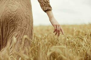 Woman hands the farmer concerned the ripening of wheat ears in early summer harvest photo