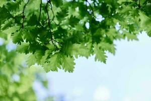 The green leaves of the oak tree close-up against the sky in the sunlight in the forest photo