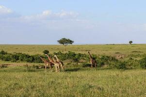 Beautiful giraffe in the wild nature of Africa. photo