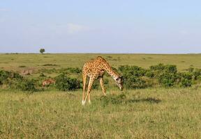 Beautiful giraffe in the wild nature of Africa. photo