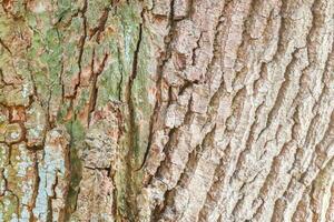 Close up at very detailed tree bark texture in high resolution. photo