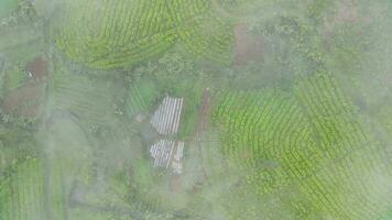 4k cenas aéreo Visão do chá Campos em uma nebuloso manhã. natural panorama cenas conceito. video