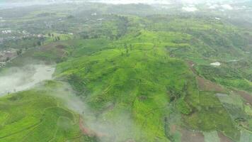 4K footage Aerial view of tea fields on a foggy morning. Natural landscape footage concept. video