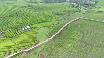 4K footage Aerial view of beautifully patterned tea fields. Natural landscape footage concept. video