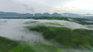 4K footage Aerial view of tea fields on a foggy morning. Natural landscape footage concept. video