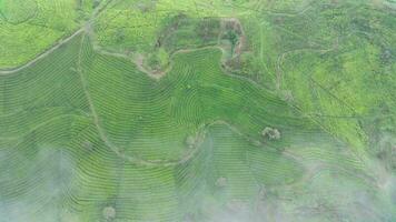 4k metraggio aereo Visualizza di tè i campi su un' nebbioso mattina. naturale paesaggio metraggio concetto. video