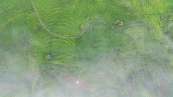 4k metraggio aereo Visualizza di tè i campi su un' nebbioso mattina. naturale paesaggio metraggio concetto. video
