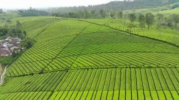 4K footage Aerial view of beautifully patterned tea fields. Natural landscape footage concept. video