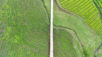 4k Aufnahmen Antenne Aussicht von schön gemustert Tee Felder. natürlich Landschaft Aufnahmen Konzept. video