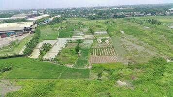 rice fields in an industrial area video