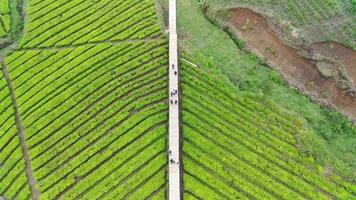 4K footage Aerial view of beautifully patterned tea fields. Natural landscape footage concept. video