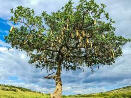A beautiful sausage tree Kigelia africana in the savannah of Kenya in Africa. photo