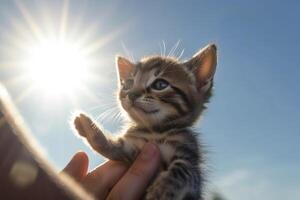 A human hand holds a small kitten in the air sunlight from the front blue sky created with technology. photo