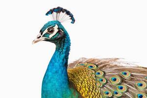 A beautiful peacock on a white background created with technology. photo