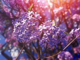 Lilac moist with the morning dew. . photo