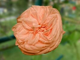 Peach color Rose in the foreground in the rose garden photo