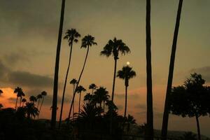Palm trees in silhouette at sunset with full moon photo