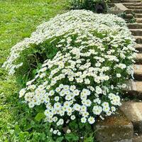 Bush of daisies in the botanical garden photo