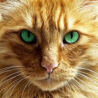 cerca arriba de un jengibre gato con verde ojos foto