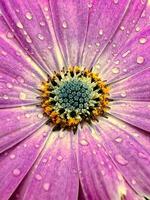 Daisy with purple petals, close up photo