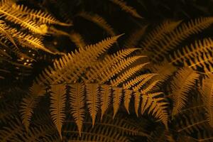 Autumn ferns leaves background in sunlight. Dark yellow foliage natural floral pattern. Selective focus photo