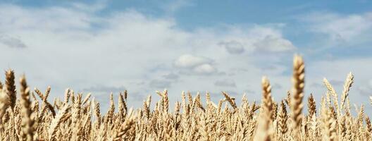 Endless wheat field with Golden ripe ears of wheat. Harvesting, agricultural farm and healthy food production photo