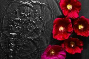 Mallow flowers in black water background with concentric circles and ripples. Natural beauty Spa concept, Copy space photo