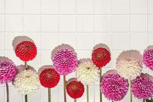 Autumn dahlias flowers border on white tiled background, trendy shadows photo