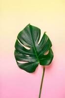 Monstera leaf on pastel gradient background. Summer exotic minimalistic background photo