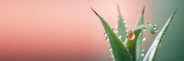 Fresh Aloe vera with droplets on pink background. illustration photo