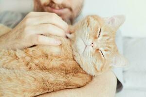 Bearded man hugging and stroking ginger cat close-up. Selective focus on cat's muzzle photo