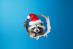 Cute raccoon in a santa hat peeks through a broken hole in a blue wall. photo