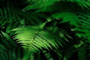 Beautyful ferns leaves background in sunlight. Green foliage natural floral pattern. Selective focus photo