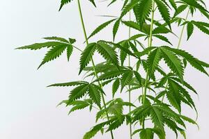 Beautiful green marijuana plant. Hemp Cannabis leaves on white background. Front view photo