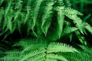 Beautyful ferns leaves background. Green foliage natural floral pattern. Selective focus photo