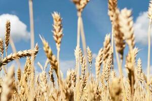 Golden ripe ears of wheat close-up. Endless wheat field. Harvesting, agricultural farm and healthy food production photo