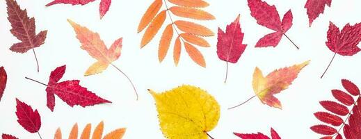 Multicolored set autumn leaves pattern. Hello, Autumn concept photo