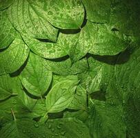 Green leaf in raindrops. Wet summer background photo